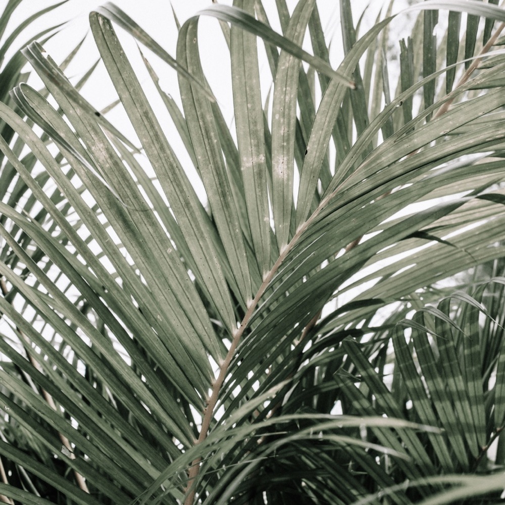 Meet your Posher, Rose